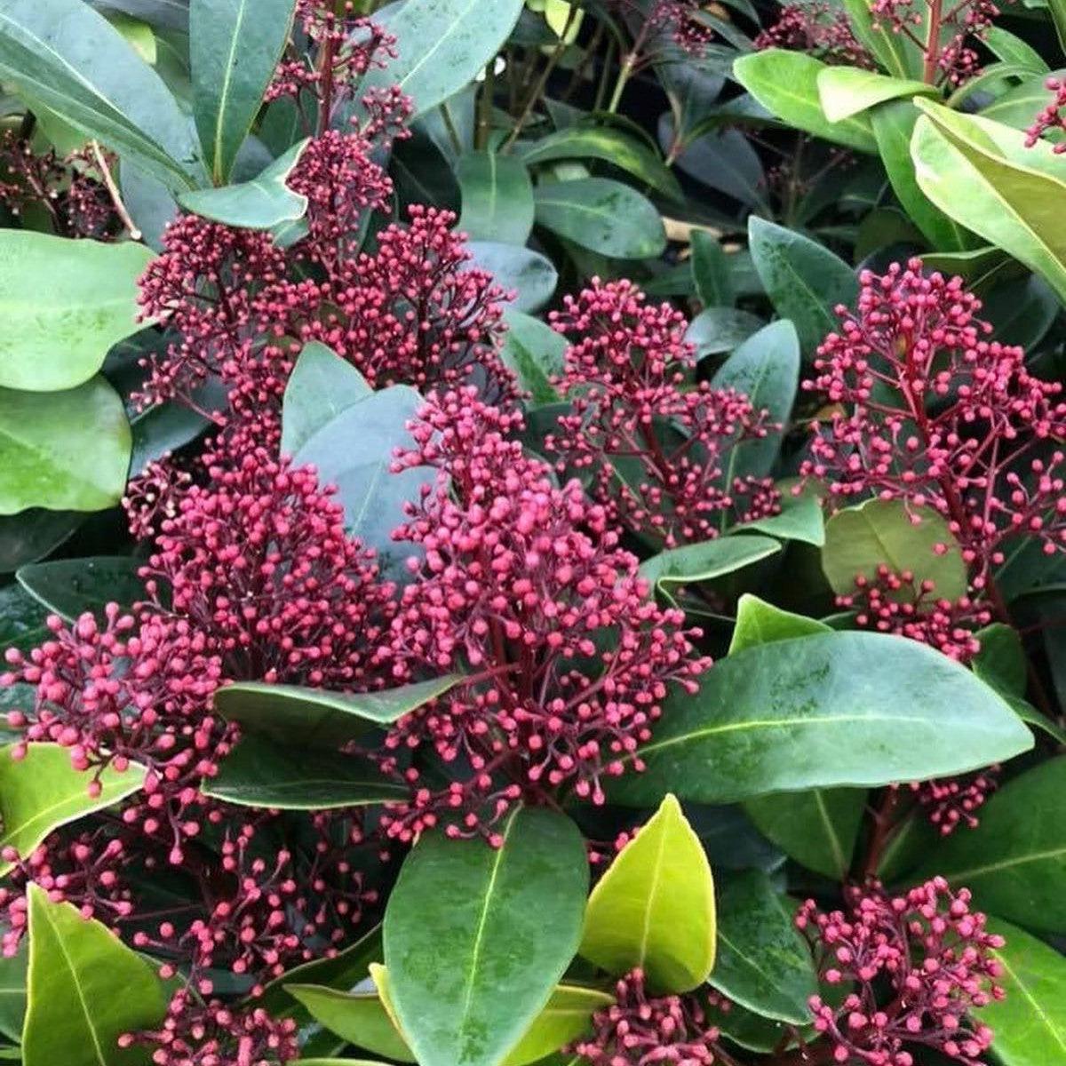 Skimmia japonica Rubella (male)