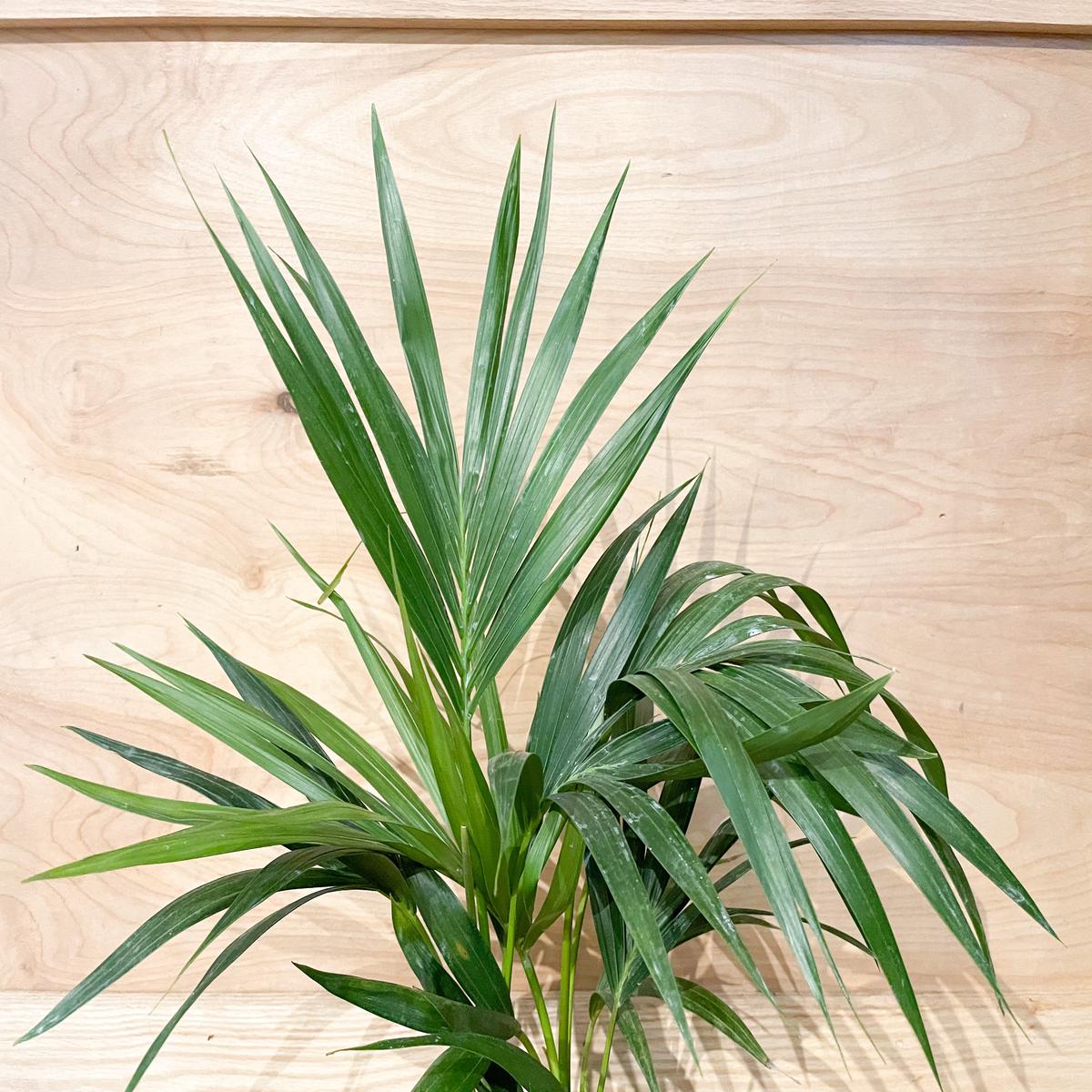 6" Kentia Palm