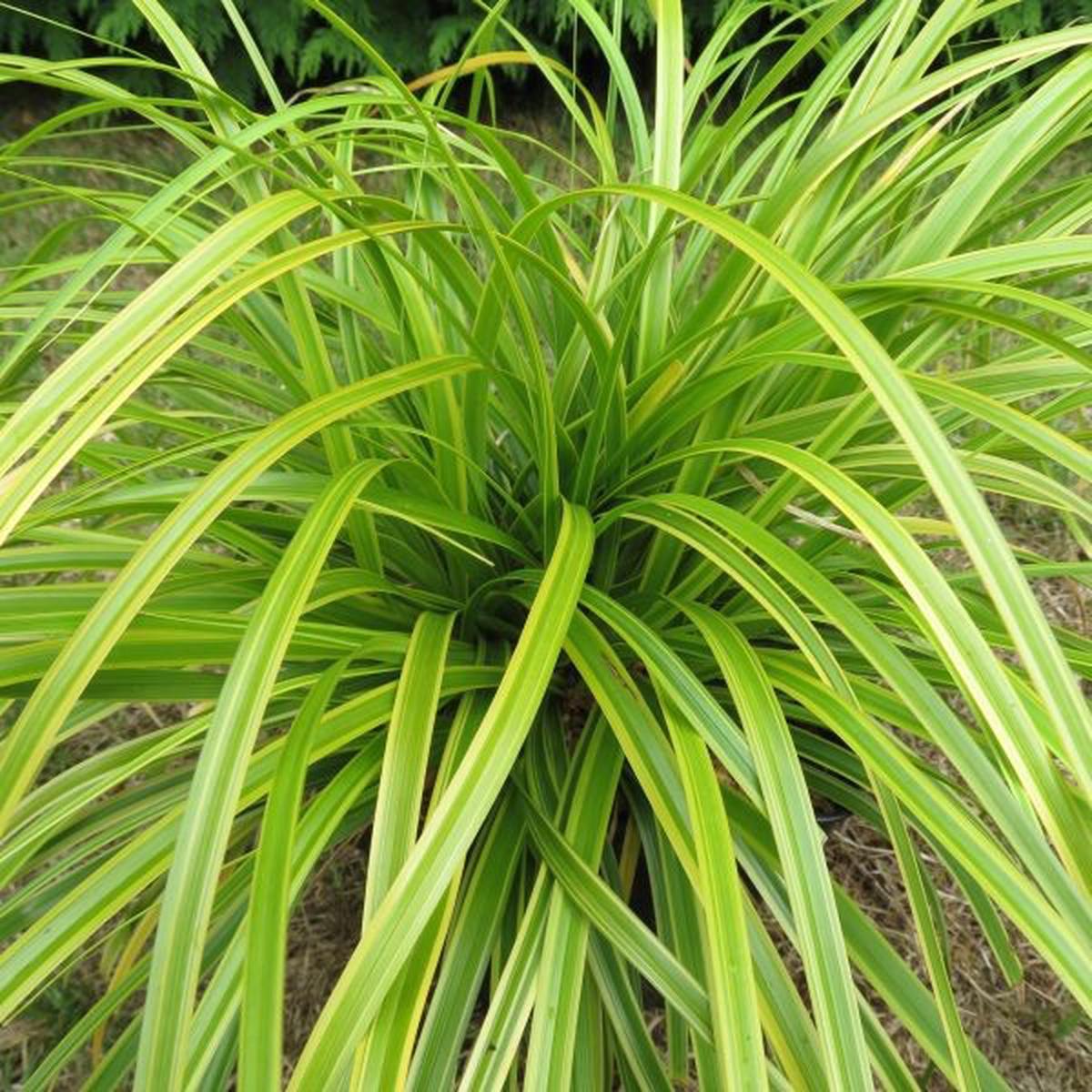 Evercolor Everlime Japanese Sedge (Carex 'Carex Everlime') - 1 gallon