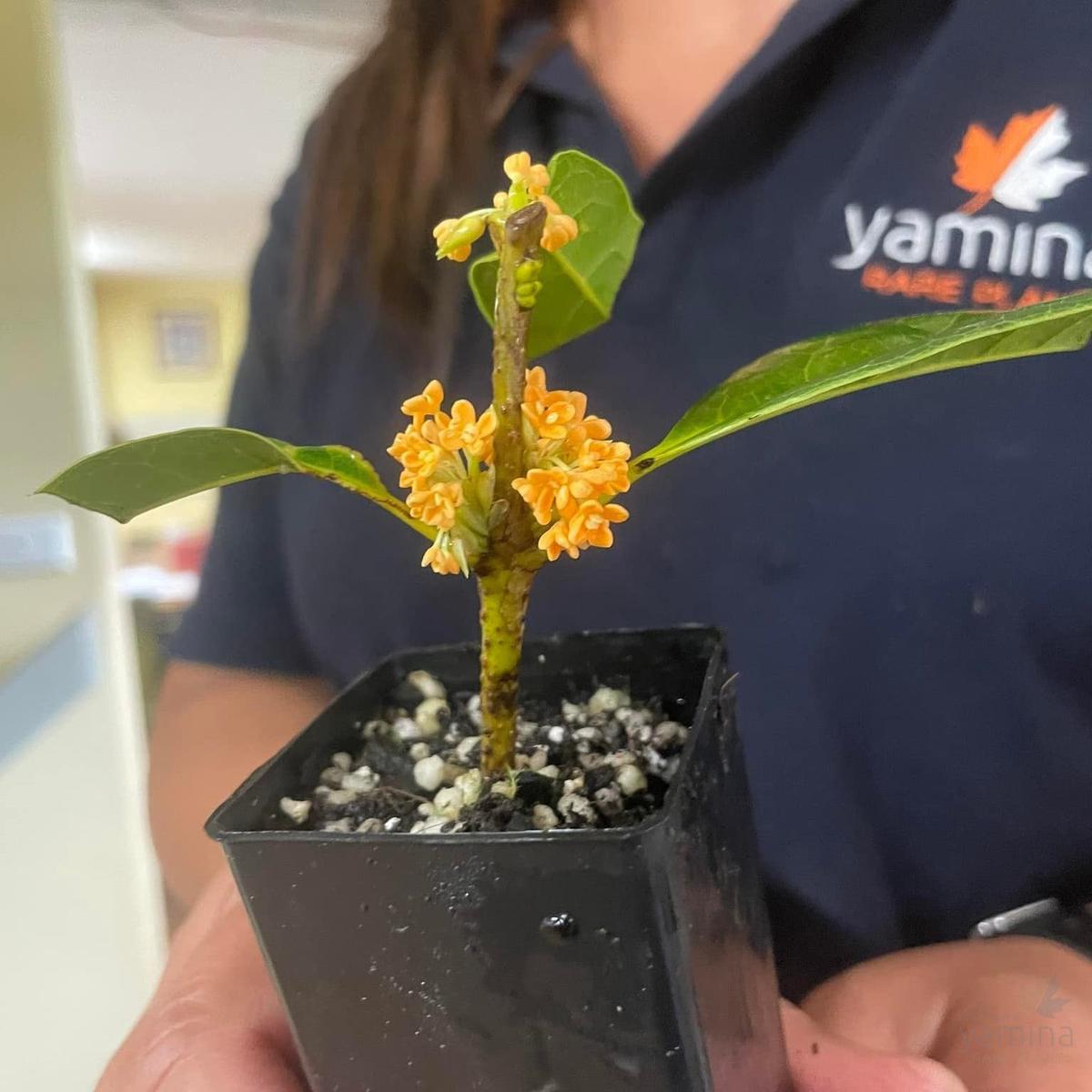 Osmanthus fragrans Aurantiacus