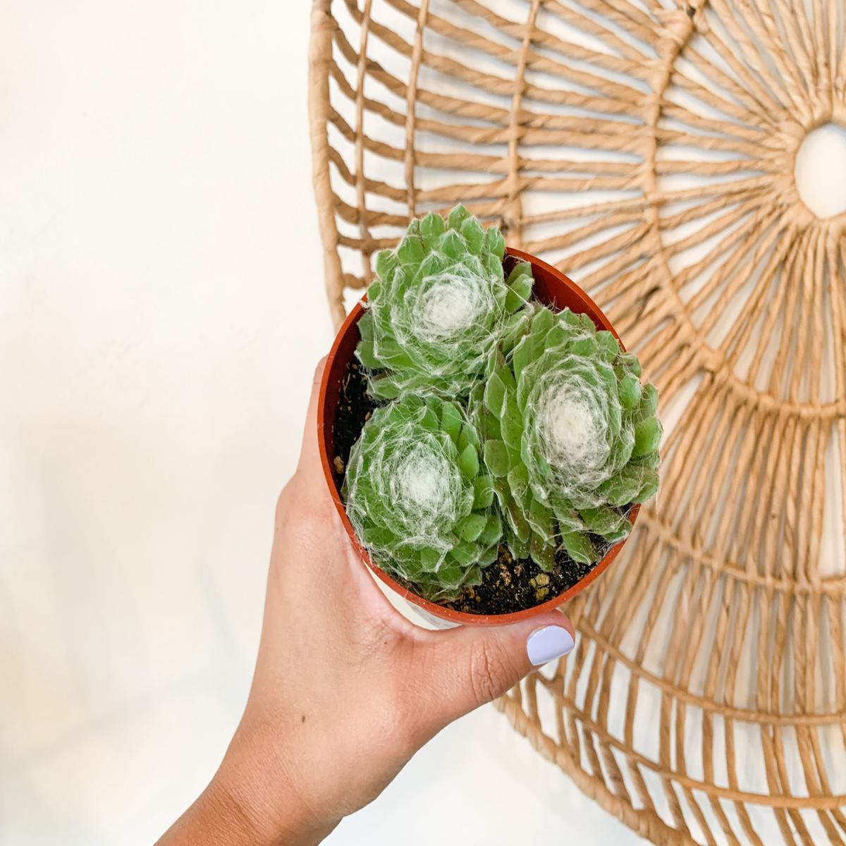 4" Hens and Chicks 'Cobweb'