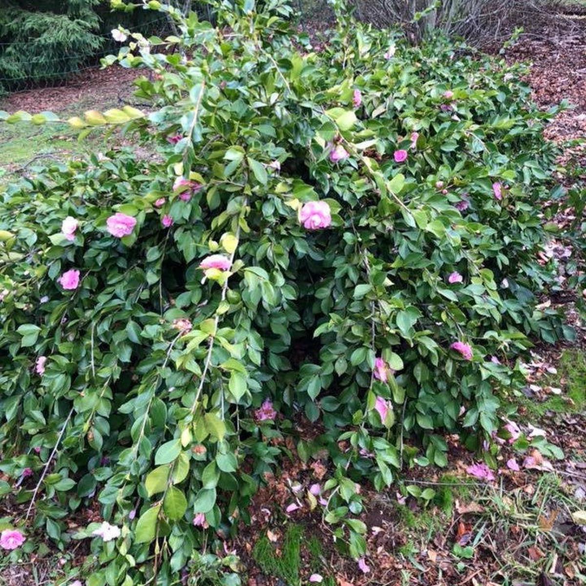 Camellia sasanqua Marge Miller (trained up)
