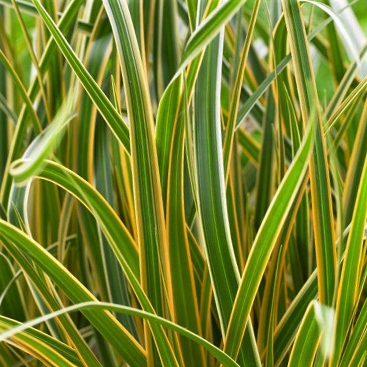 Grass Carex EverColor Everglow (Carex 'Carex Everglow') - 1 gallon