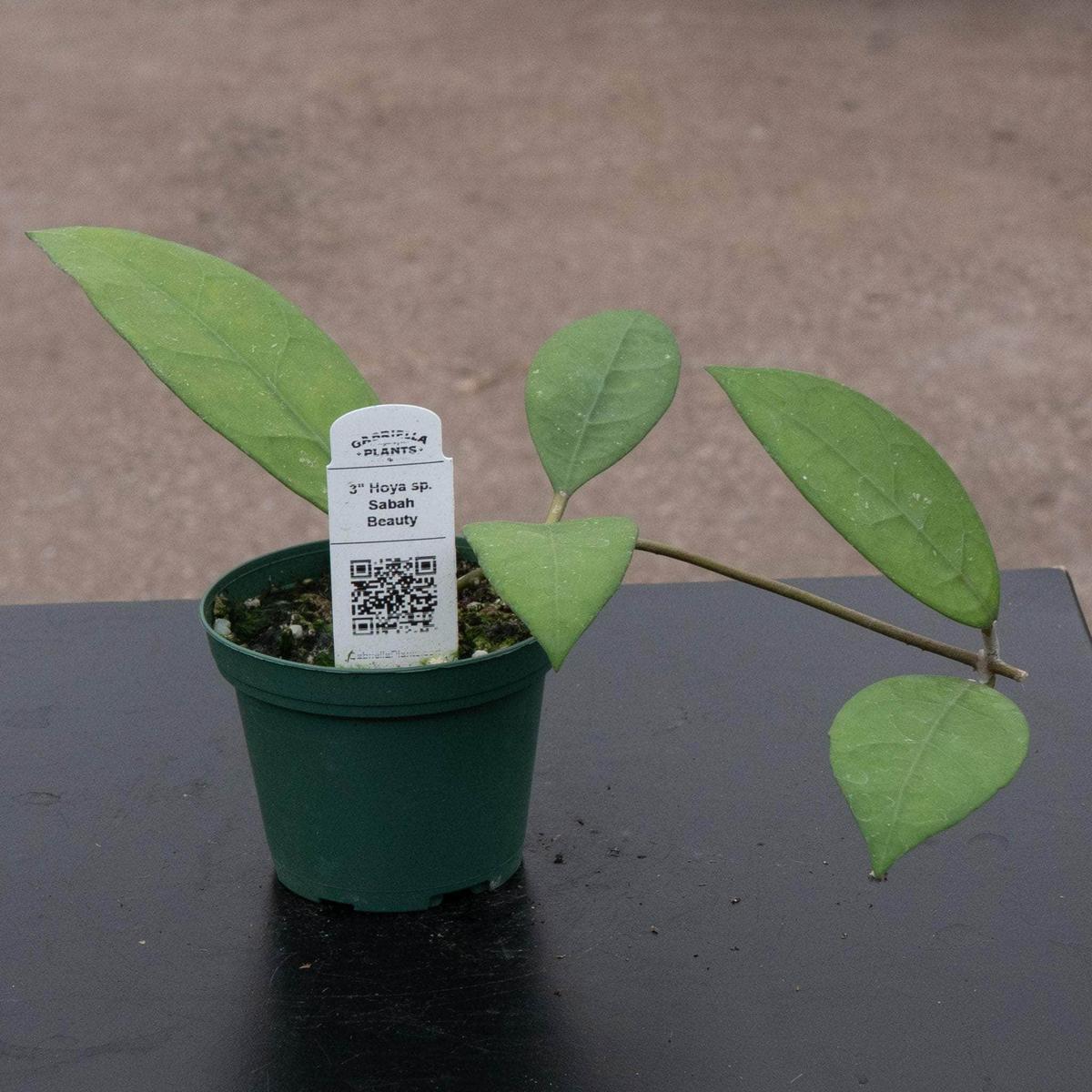 Hoya sp. 'Sabah Beauty'