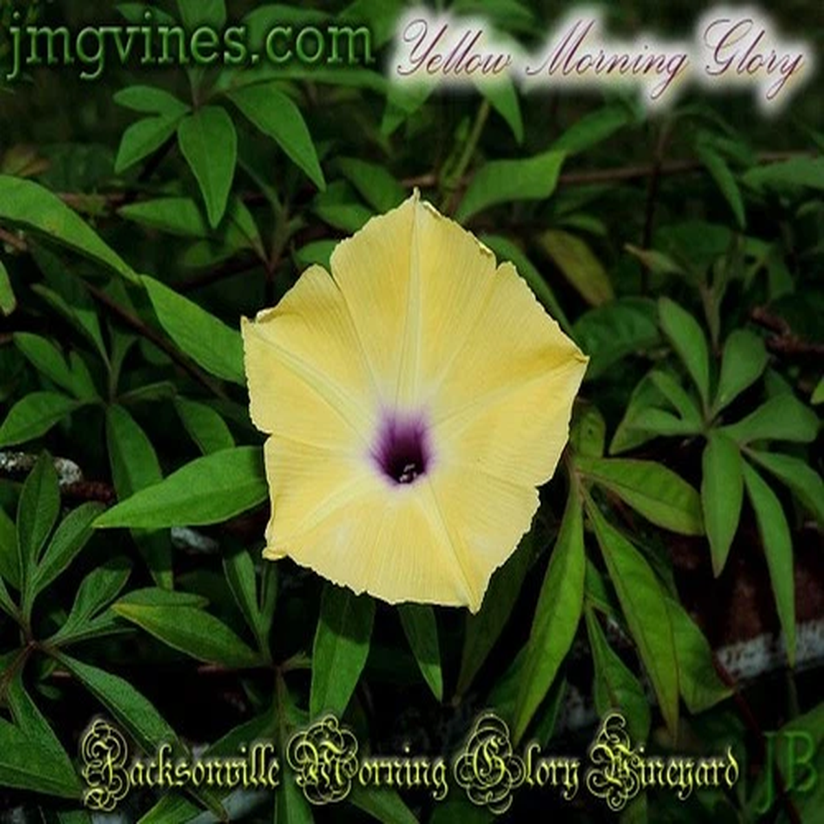 Yellow Morning Glory Ipomoea Tuberculata 6 Qty