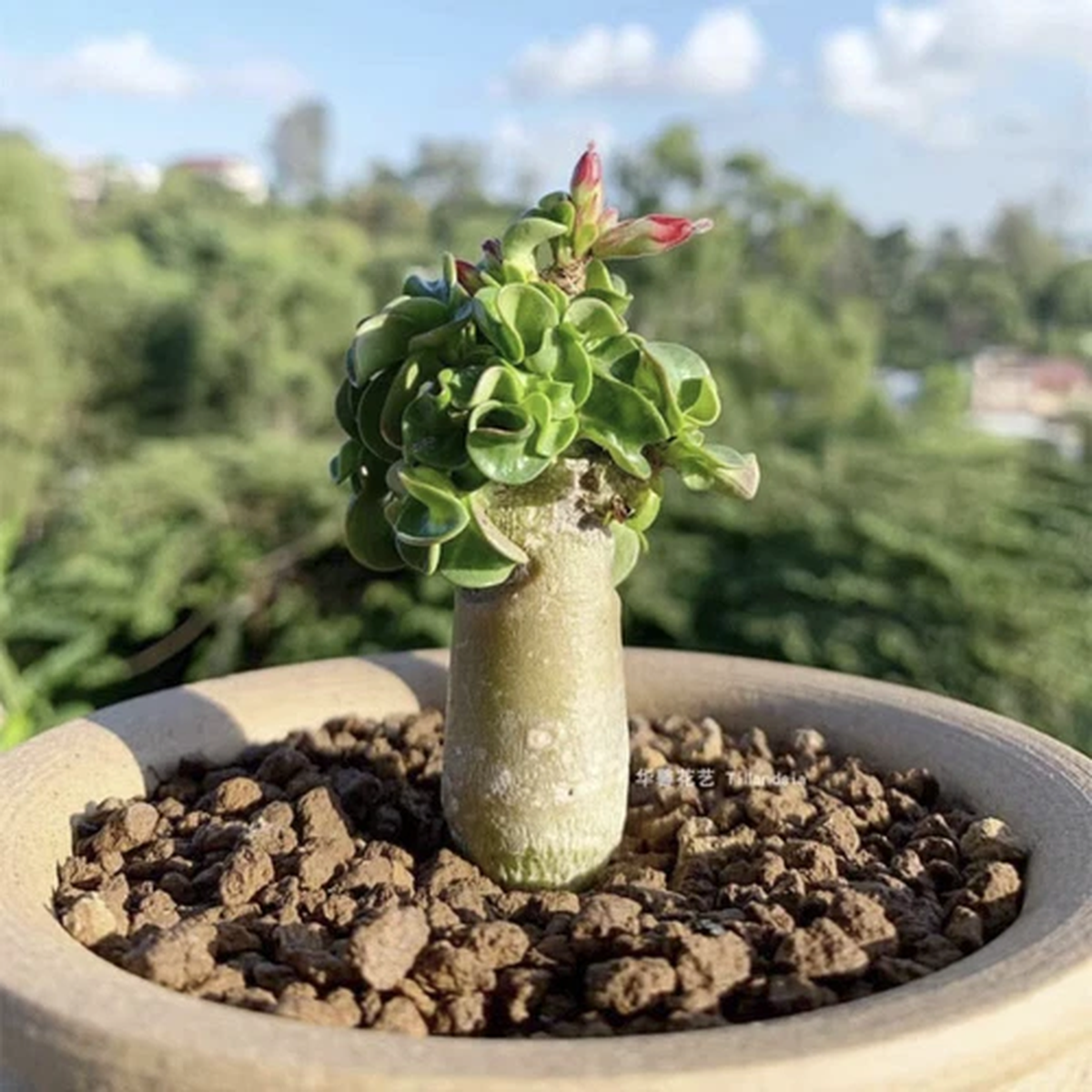 1.5CM Succulent Cactus Plant Adenium Obezsum Khao Apocynaceae Home Garden Plant