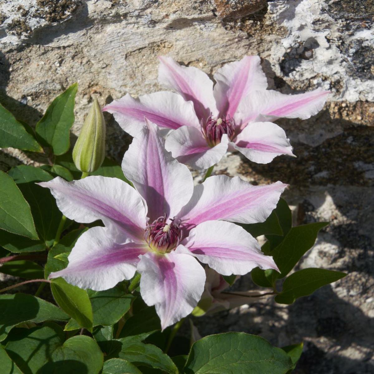 Ithemba Clematis (Clematis ithemba) - 3QT