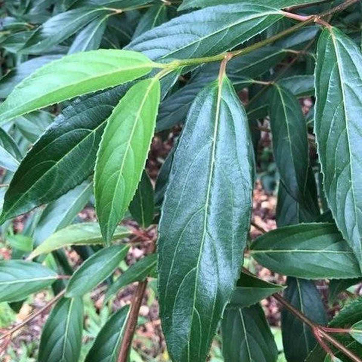 Viburnum Winton