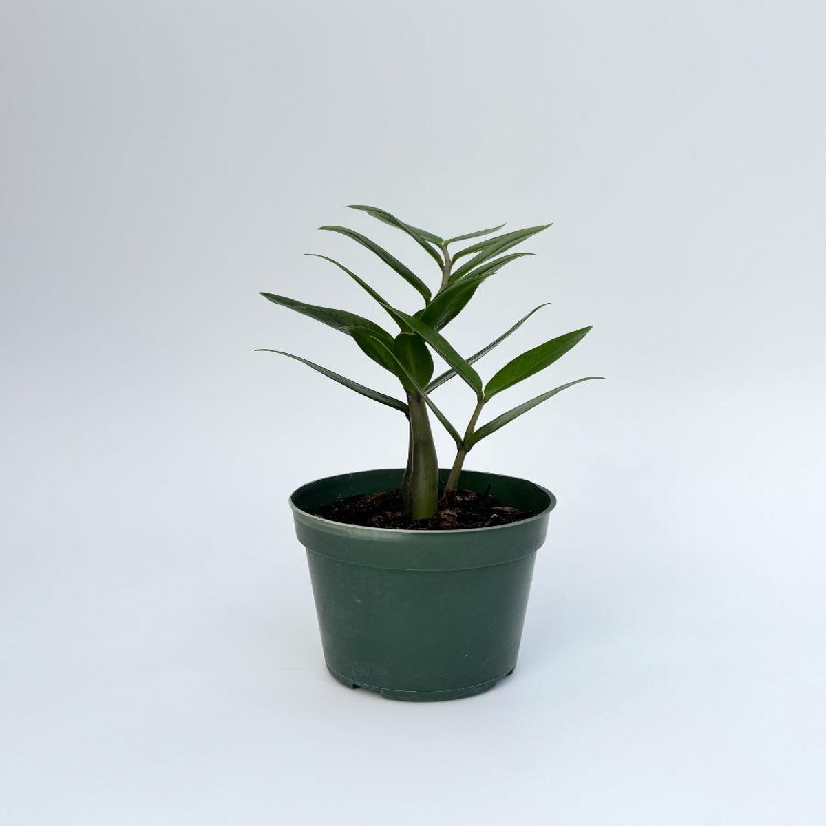 Zz Plant 10''