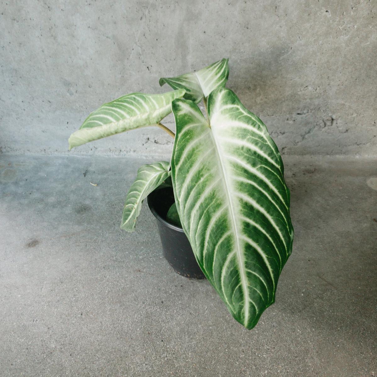 Caladium Magnificent