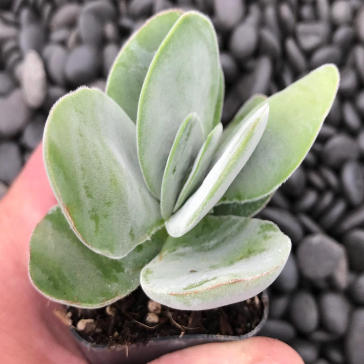 Crassula Oblavata