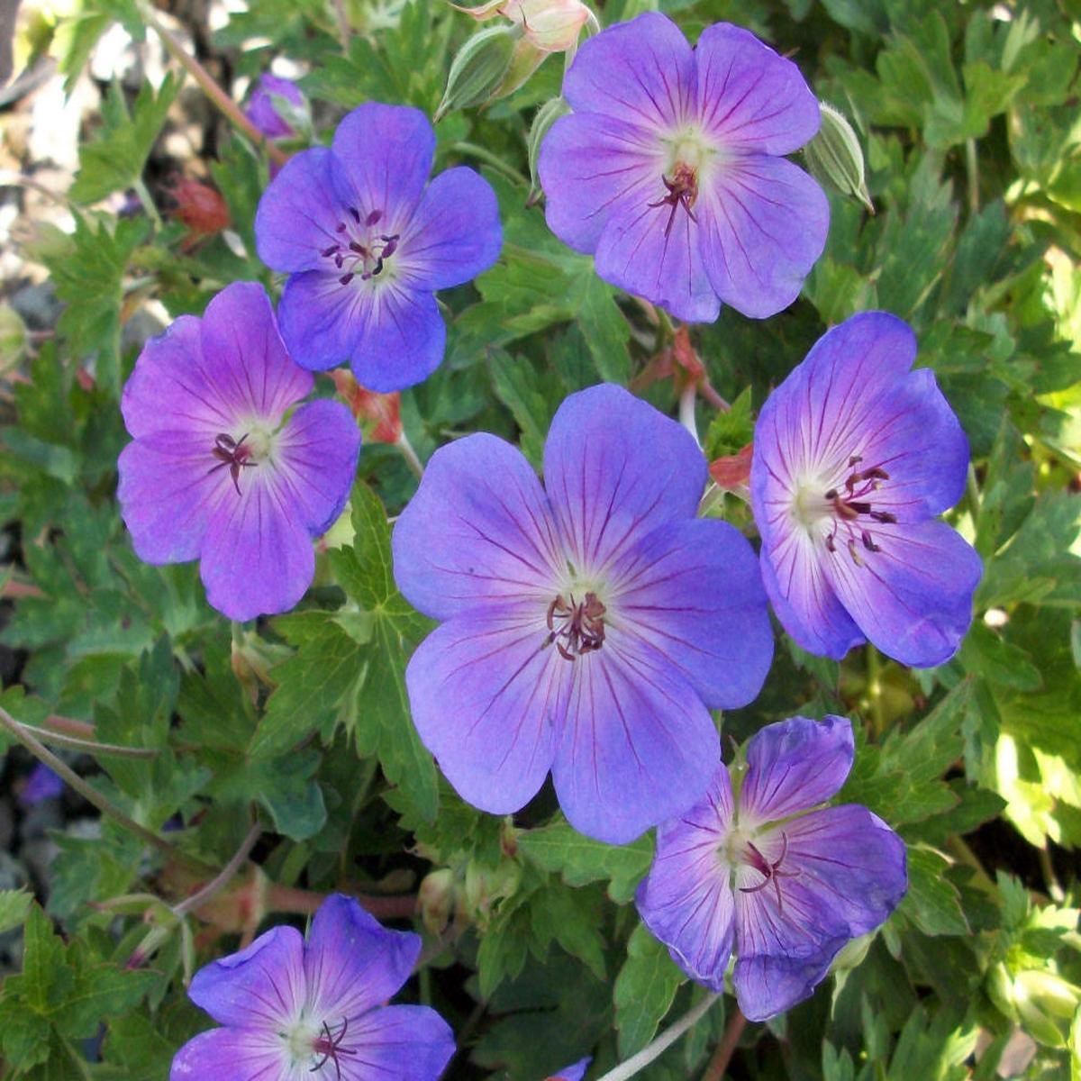 Rozanne Cranebill (Geranium x 'Rozanne') - 1 gallon