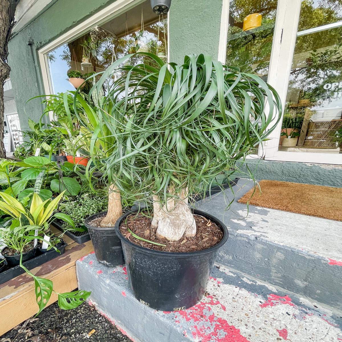 14 Ponytail Stump