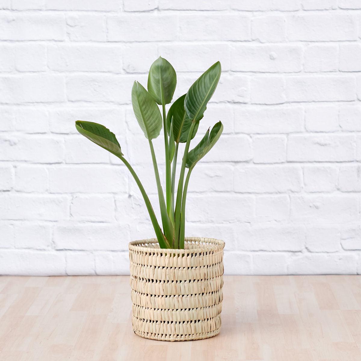 Bird of Paradise - Strelitzia Reginae