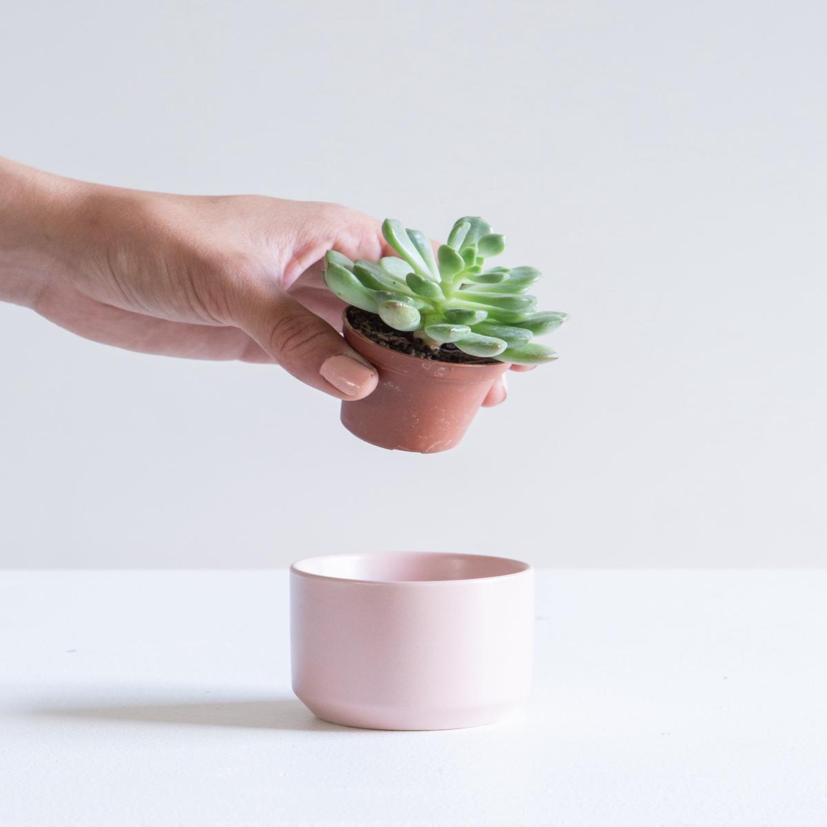 KENDALL PINK PLANTER Small 2.5 Inch