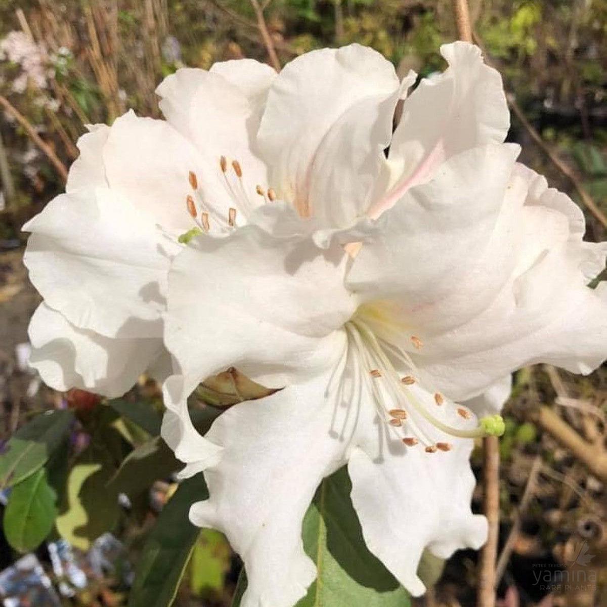 Rhododendron x hybrid Satin