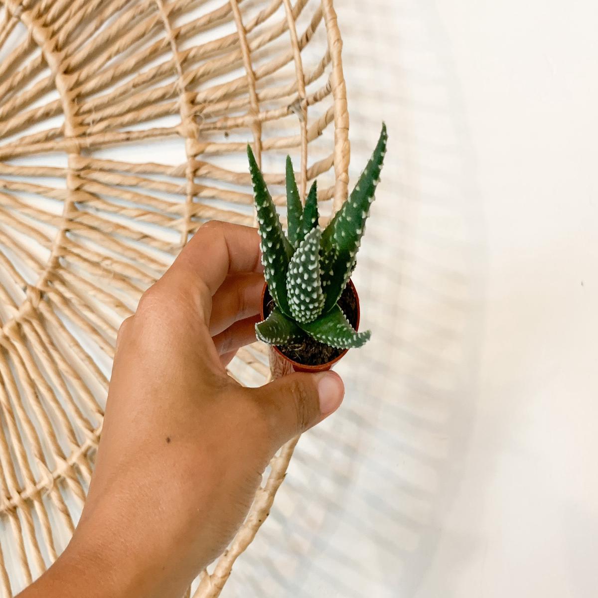 2" Haworthia 'Opalina'