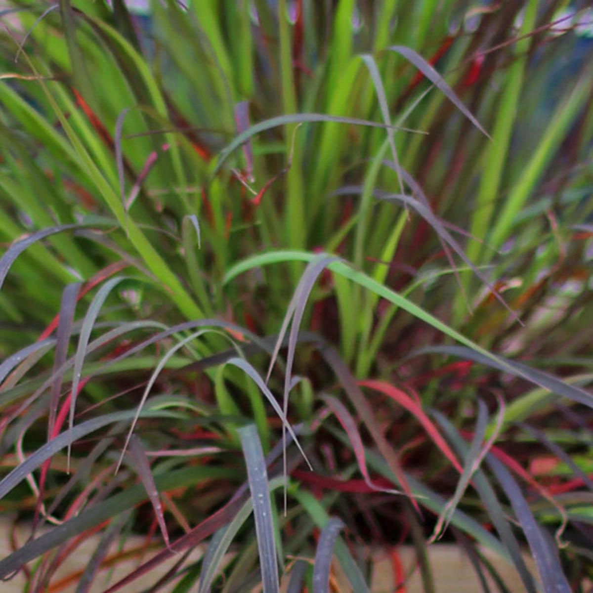 Blackhawks Big Bluestem # 1 Cb