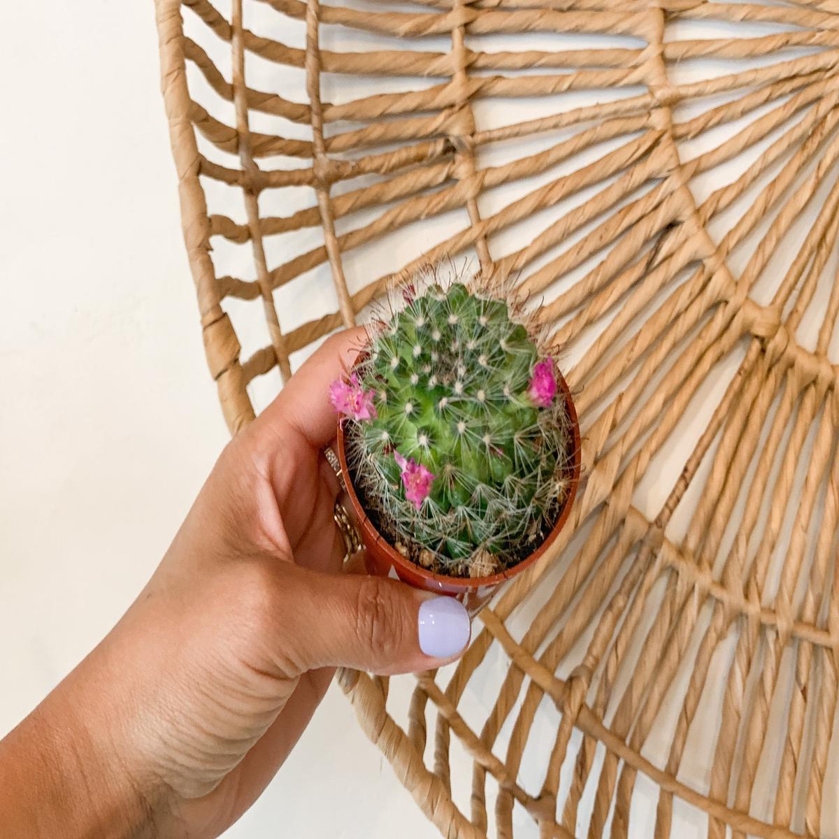 3" Powder Puff Cactus