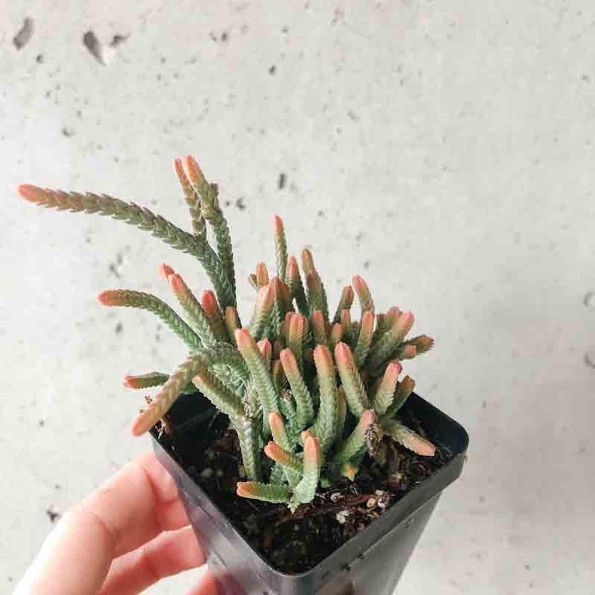 Crassula Princess Pine