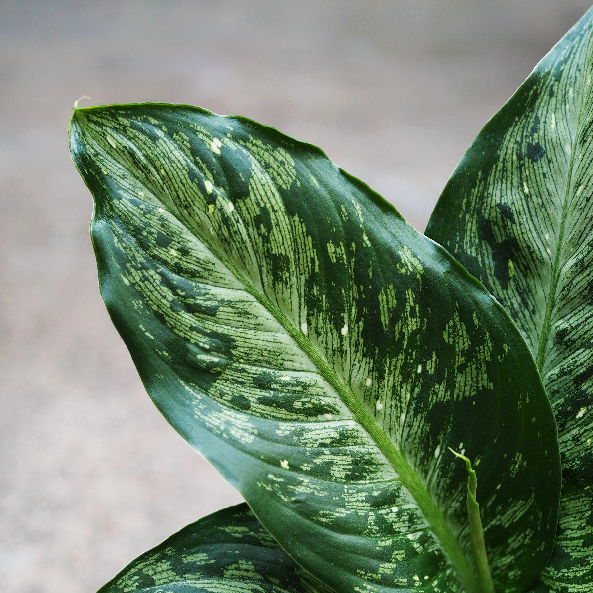 Dieffenbachia - Memoria