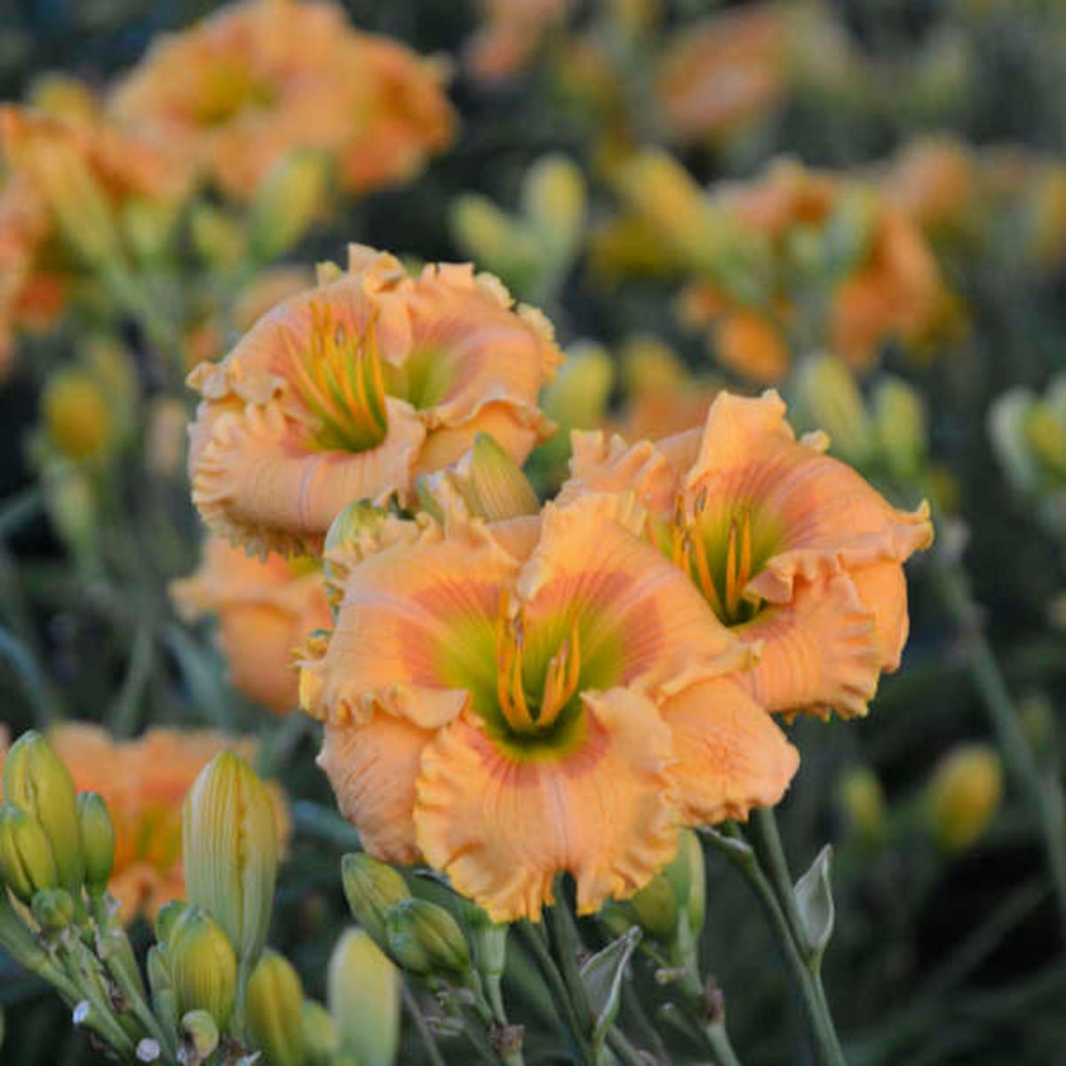 Rainbow Rhythm 'Orange Smoothie' Daylily (Hemerocallis 'Rainbow Rhythm Orange Smoothie') - 1 gallon