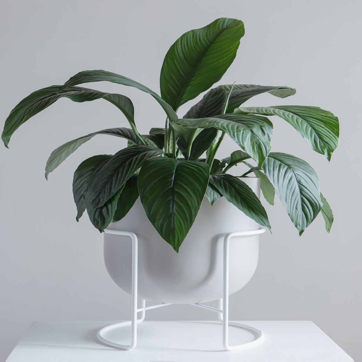 ROTUNDA WITH STAND - PUMICE STONE / White Stand, Large 16.3 x 16.3 x 19.9 in