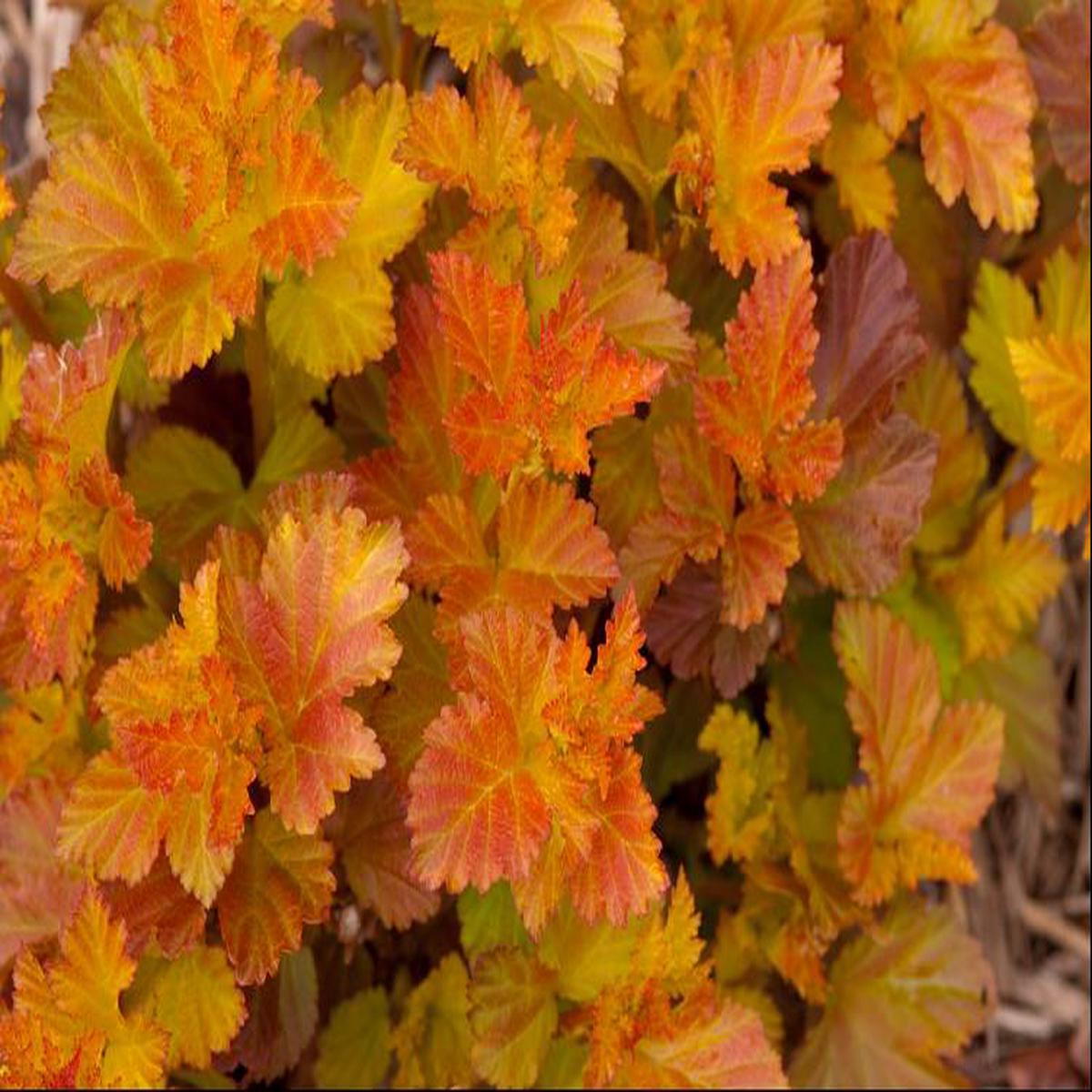 Amber Jubilee Ninebark (Physocarpus opulifolius 'Jefam') - 3 gallon 15"