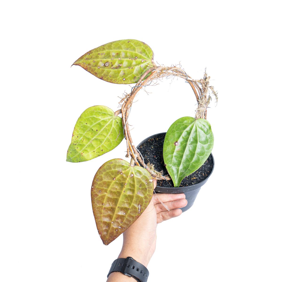 Hoya glabra Sp sumatera