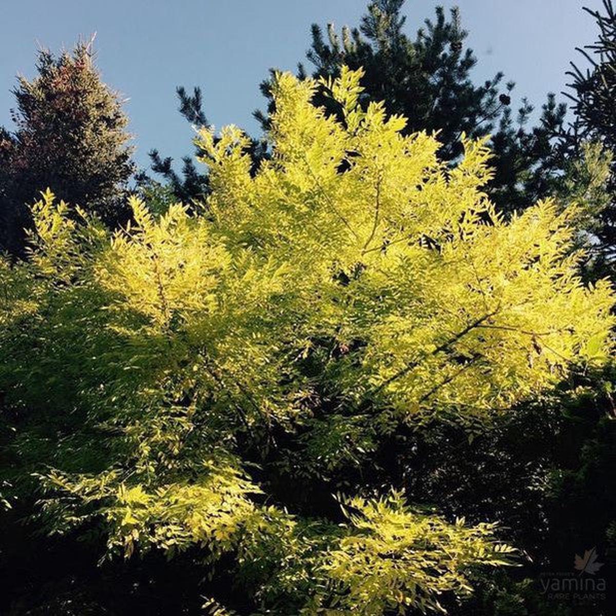 Styphnolobium japonicum (syn Sophora japonica)