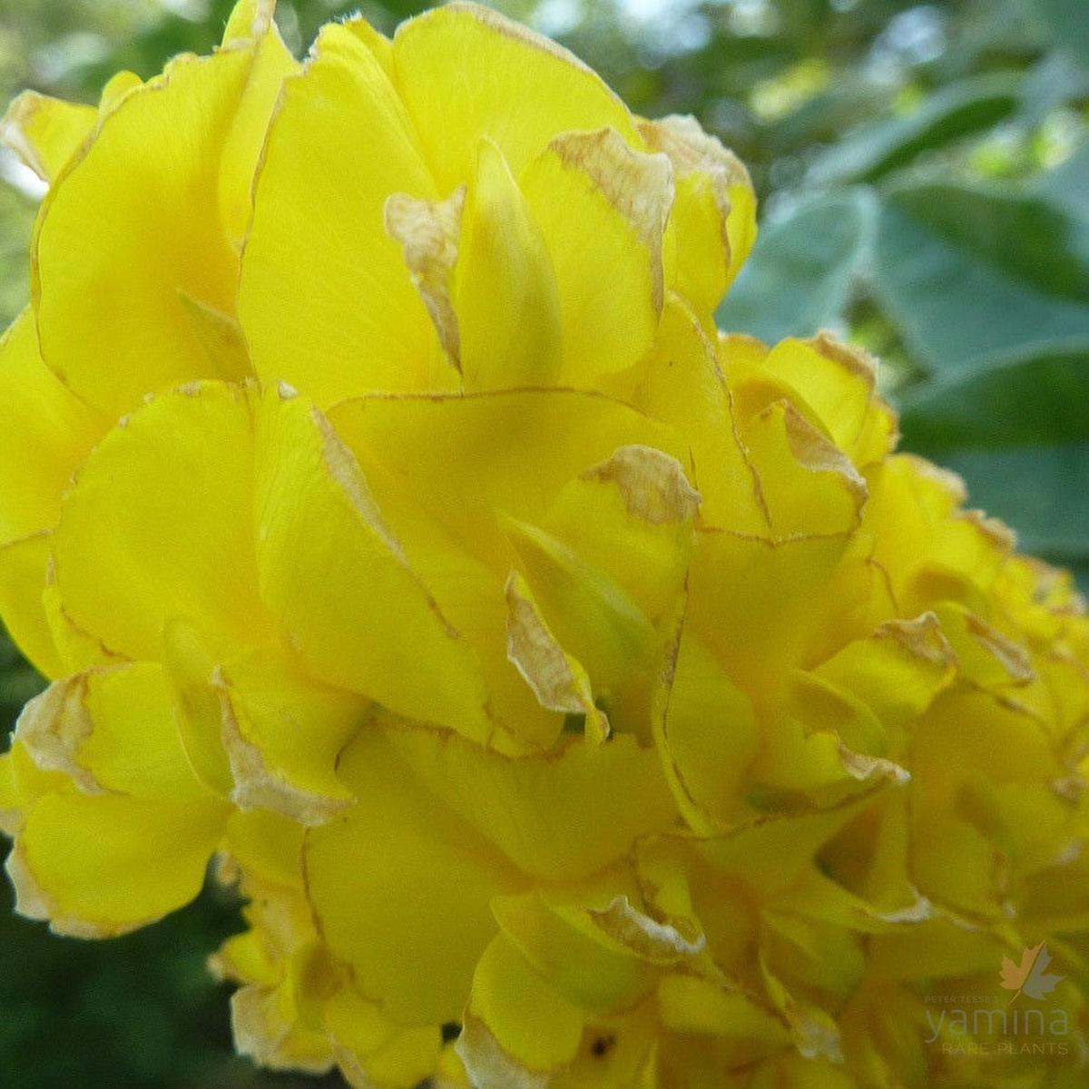 Argyrocytisus battandieri (Moroccan Broom)
