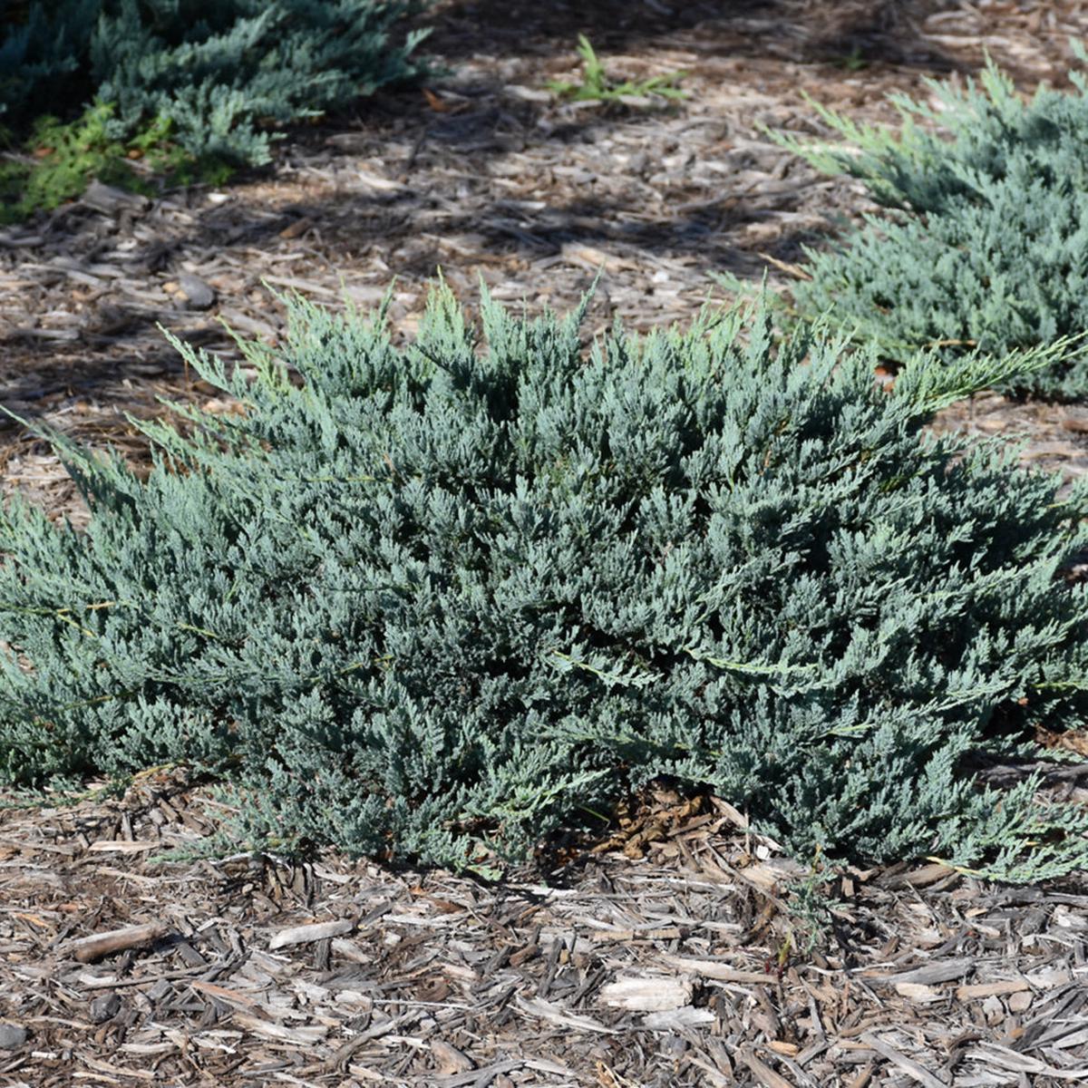 Blue Chip Juniper # 3 Container