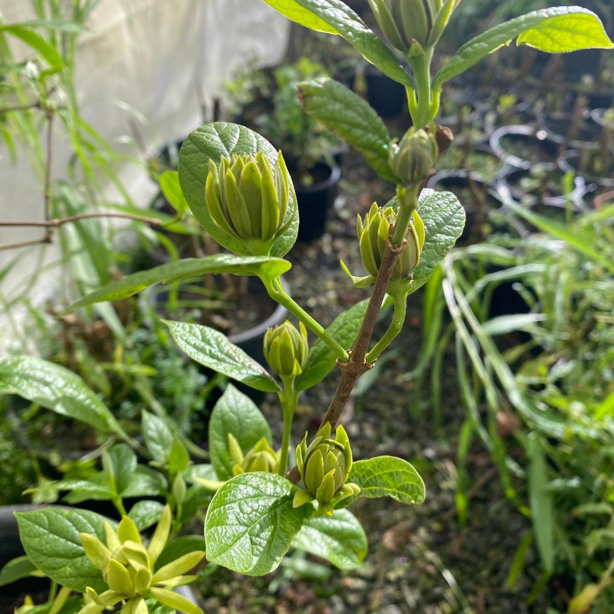 Calycanthus floridus Athens