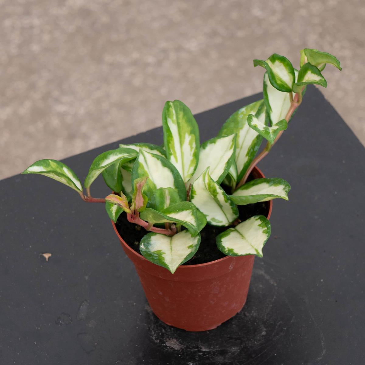 Hoya carnosa 'Tricolor' 'Krimson Princess'