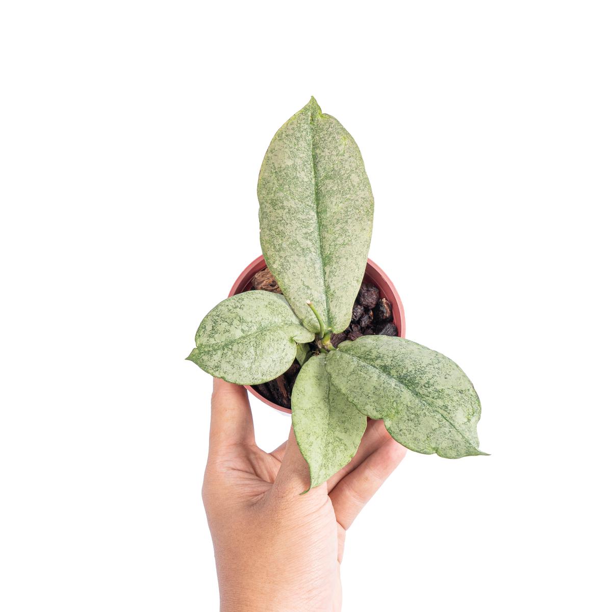 Hoya mitrata silver