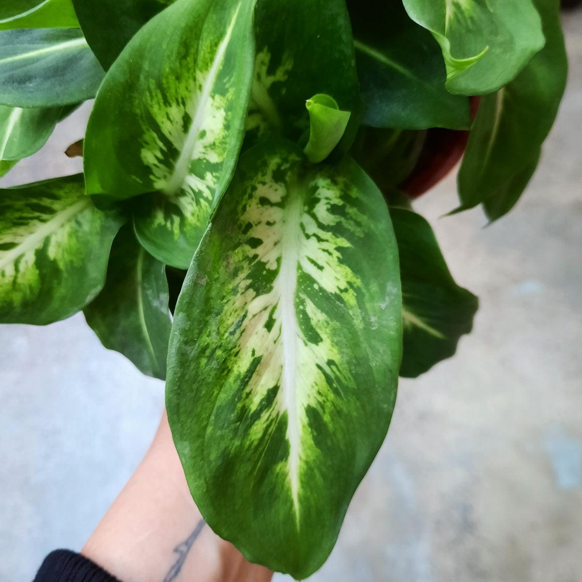 Dieffenbachia - Sublime