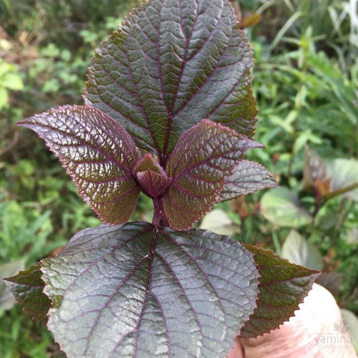 Clerodendron bungei