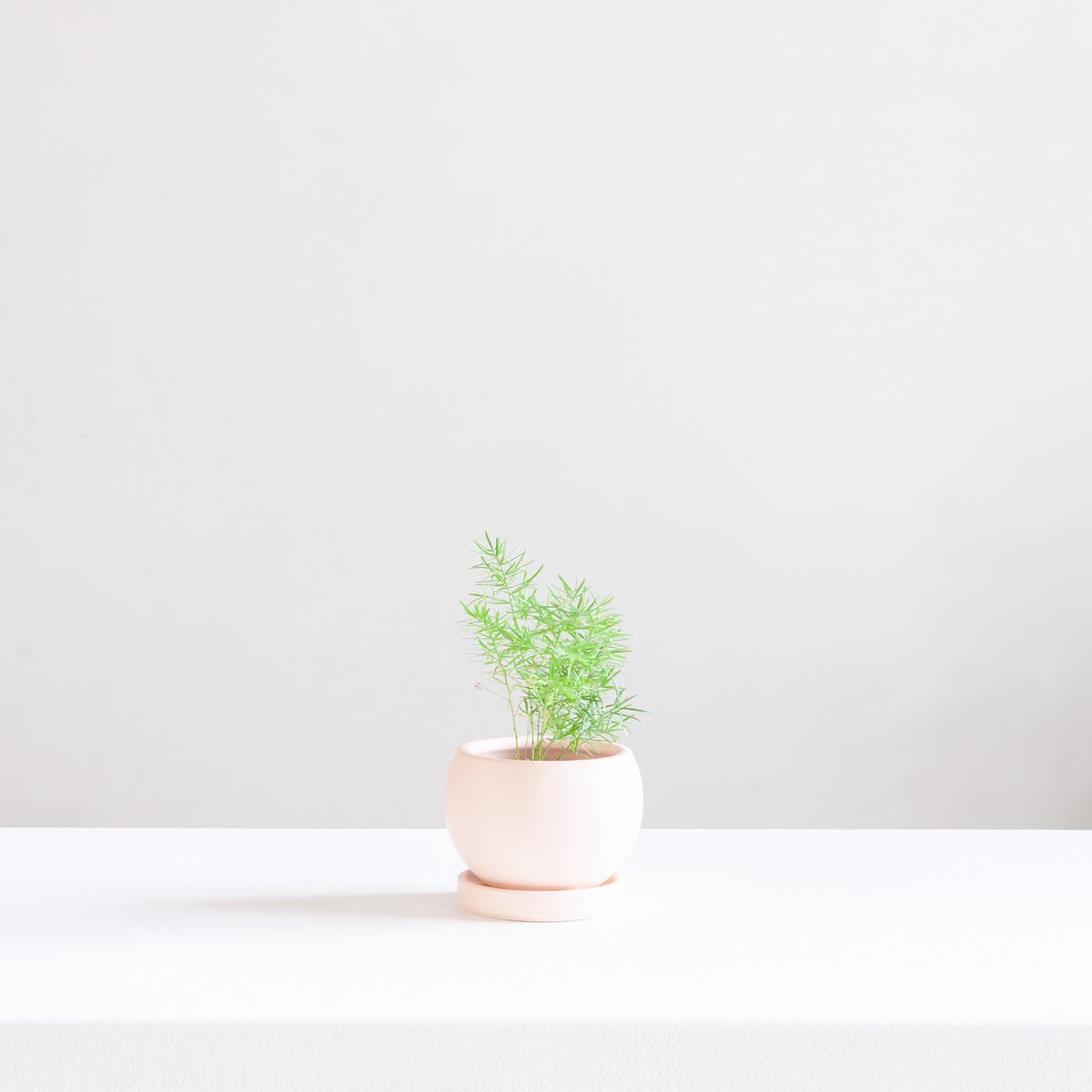 Small 4 Inch MOMMA POTS BOLL - BLUSH