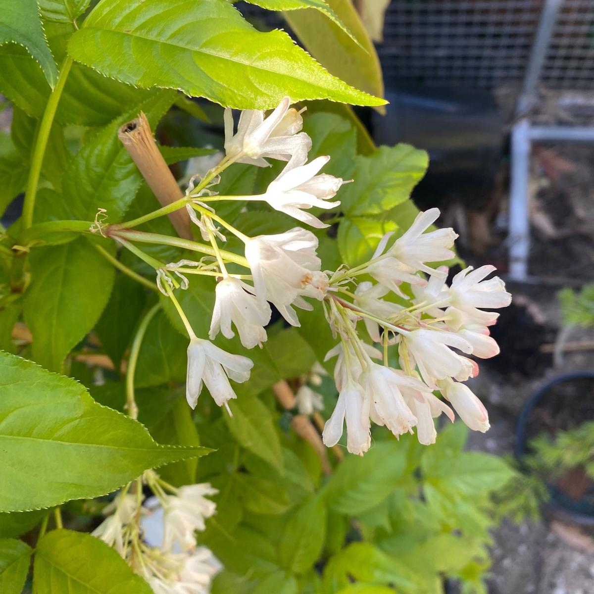 Staphylea holocarpa