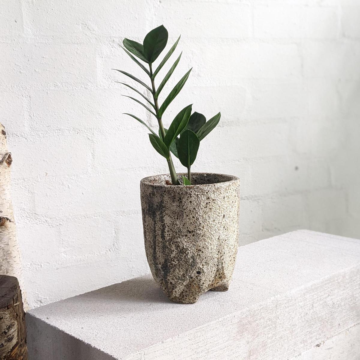 Zanzibar Gem (Zamioculcas zamiifolia)