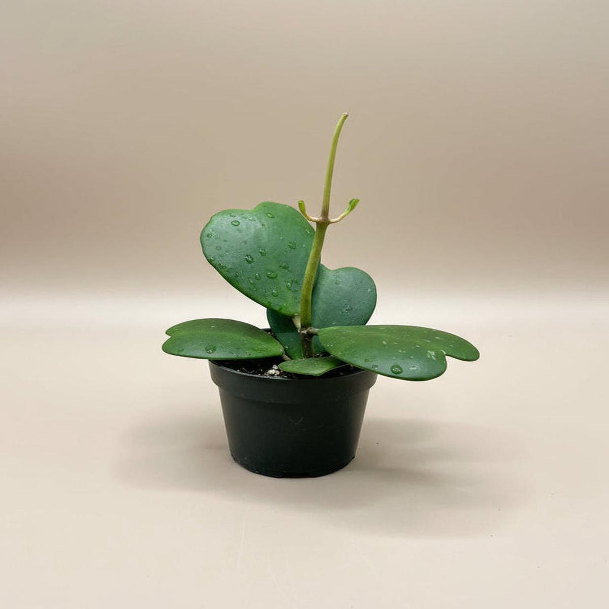Hoya Kerrii w/ Node