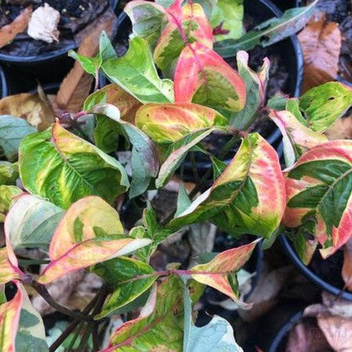 Cornus florida First Lady