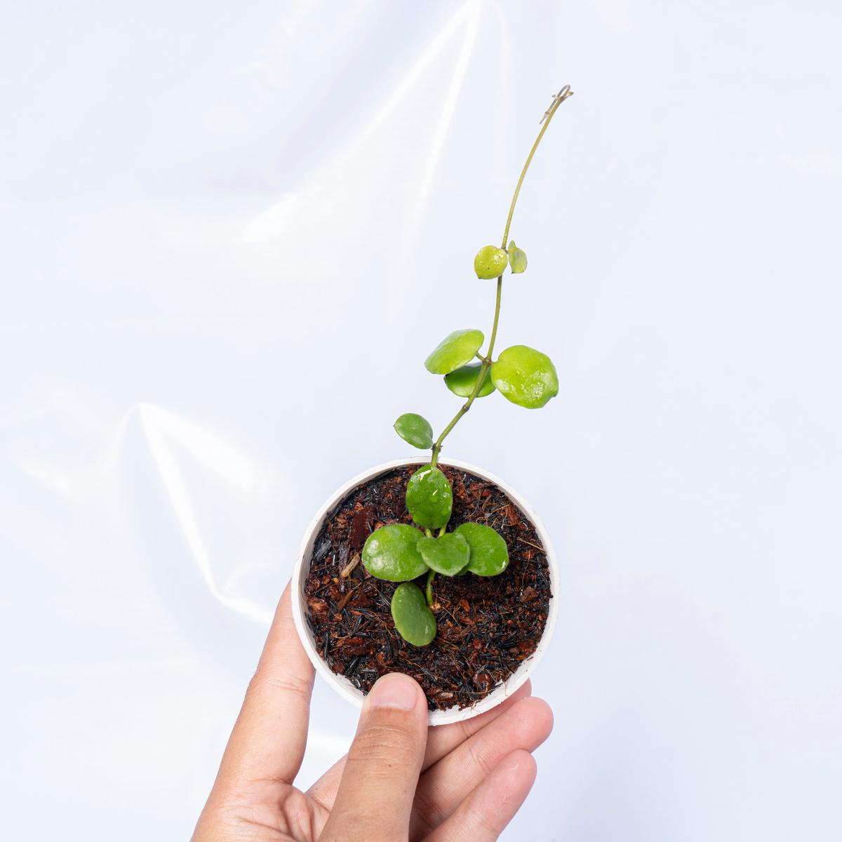 Hoya New Sp Buntok