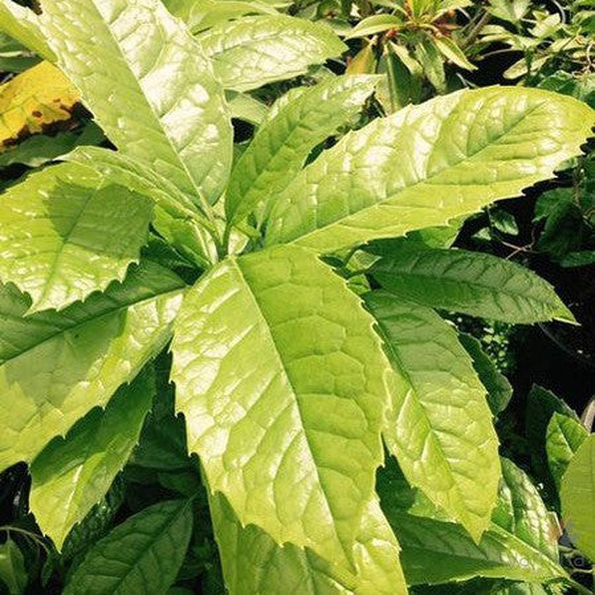 Aucuba chinensis ( syn; Aucuba chlorescens )
