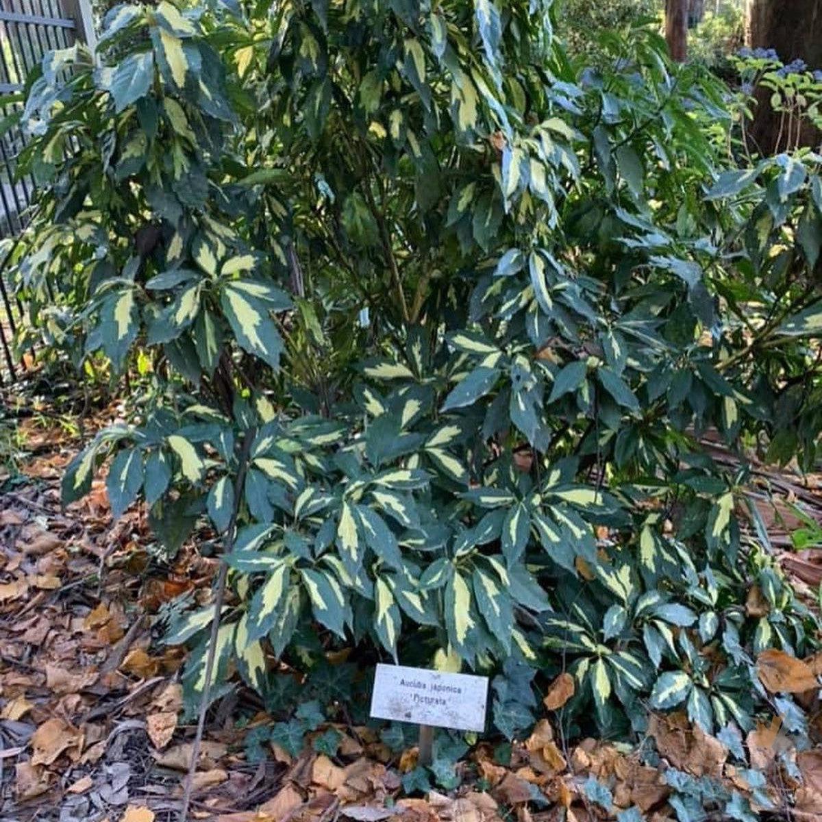 Aucuba japonica Picturata