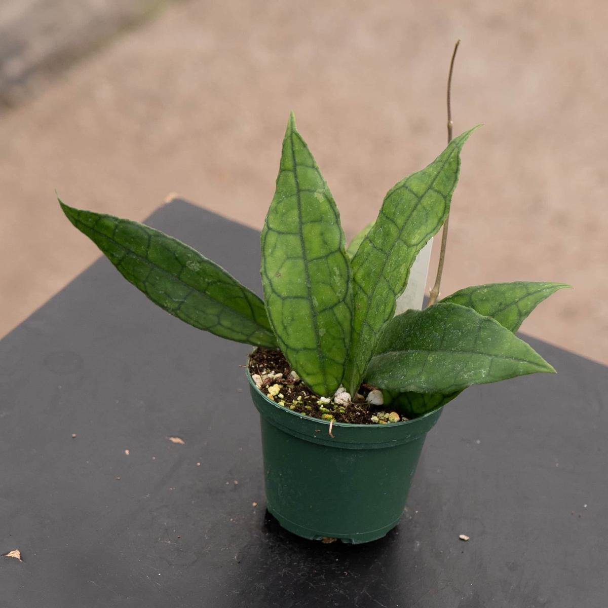 Hoya UT-073