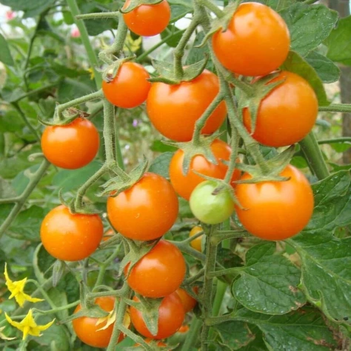 (20) Sun Gold Cherry Tomato Seeds Sungold Sugar plants