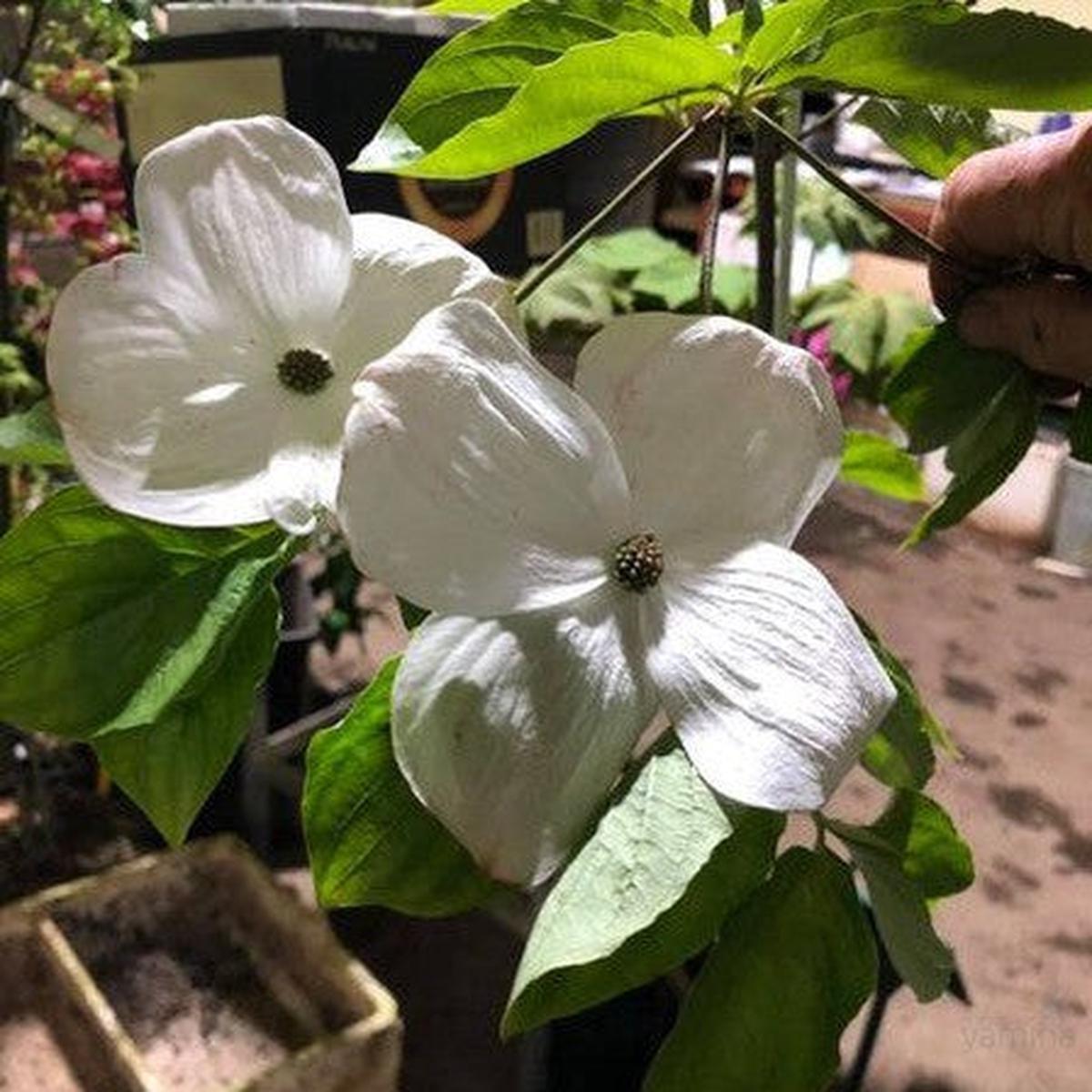 Cornus Eddies White Wonder
