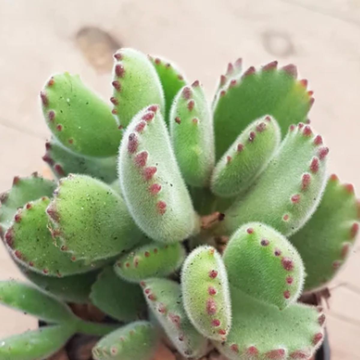 Bear Paw Succulent
