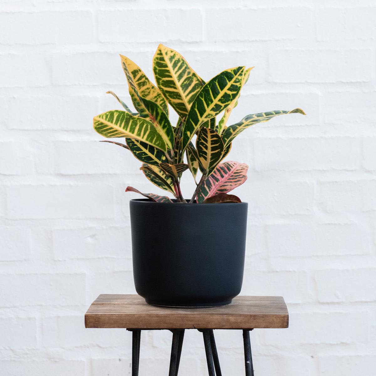 Croton